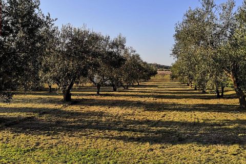 Helårsgrund i Cori, Latina, Cori - € 20.000 | Ref: 2764 - foto 8