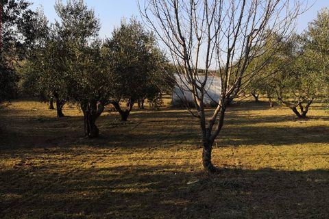 Helårsgrund i Cori, Latina, Cori - € 20.000 | Ref: 2764 - foto 11