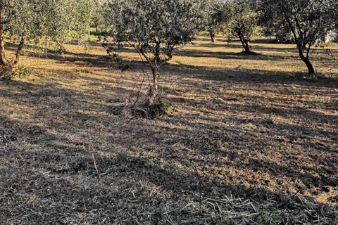 Helårsgrund i Cori, Latina, Cori - € 20.000 | Ref: 2764 - foto 12