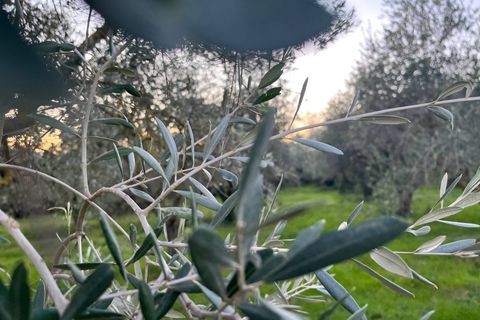 Landejendom i Monte San Vito, Ancona, Monte San Vito - € 450.000 | Ref: 23_no01 - foto 11