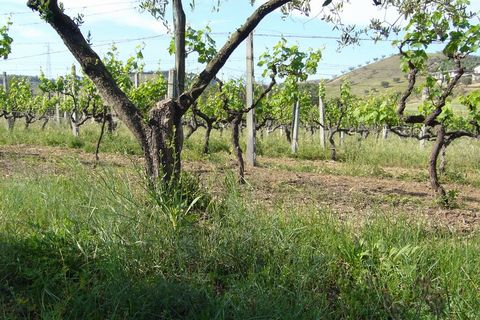 Terreno en Monteprandone, Ascoli Piceno, Monteprandone - € 1.300.000 | Ref: ter549 - photo 5
