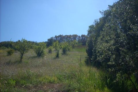 Tomt i Colonnella, Teramo, Colonnella - € 42 000 | Ref: ter181 - foto 4
