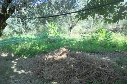 Landejendom i Colonnella, Teramo, Colonnella - € 120.000 | Ref: cas661 - foto 10