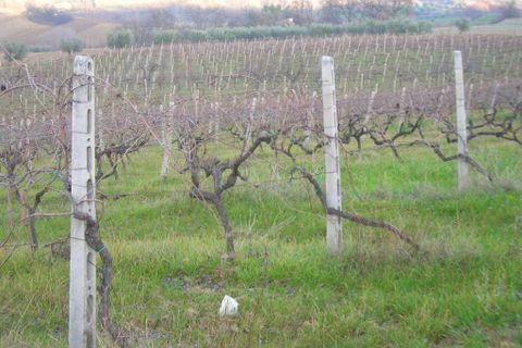 Villa i Ripatransone, Ascoli Piceno, Ripatransone - € 800.000 | Ref: cas409 - foto 4