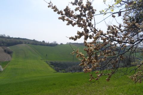 Tomt i Acquaviva Picena, Ascoli Piceno, Acquaviva Picena - € 45 000 | Ref: ter241 - foto 3