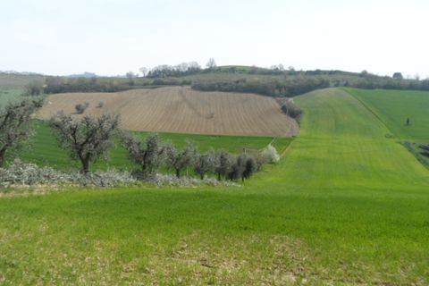Tomt i Acquaviva Picena, Ascoli Piceno, Acquaviva Picena - € 45 000 | Ref: ter241 - foto 4