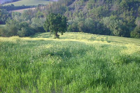 Herregård i Ripatransone, Ascoli Piceno, Ripatransone - € 65 000 | Ref: cas8 - foto 5