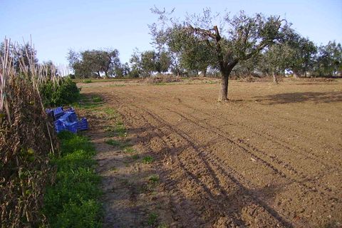 Tomt i Grottammare, Ascoli Piceno, Grottammare - € 72 000 | Ref: ter12 - foto 4