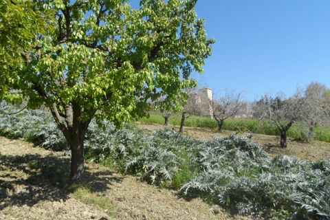 Helårsgrund i Offida, Ascoli Piceno, Offida - € 95.000 | Ref: ter19 - foto 9