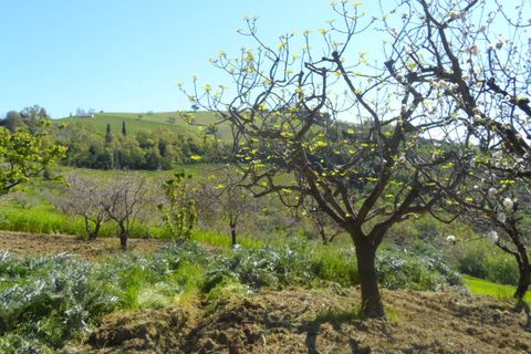 Helårsgrund i Offida, Ascoli Piceno, Offida - € 95.000 | Ref: ter19 - foto 11