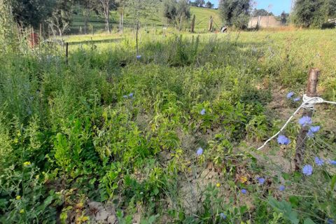 Terra a Ripatransone, Ascoli Piceno, Ripatransone - € 26.000 | Ref: ter21 - foto 4
