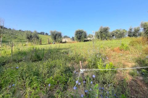 Terra a Ripatransone, Ascoli Piceno, Ripatransone - € 26.000 | Ref: ter21 - foto 9