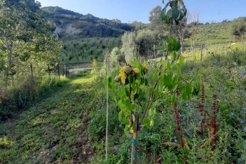 Terra a Ripatransone, Ascoli Piceno, Ripatransone - € 26.000 | Ref: ter21 - foto 10