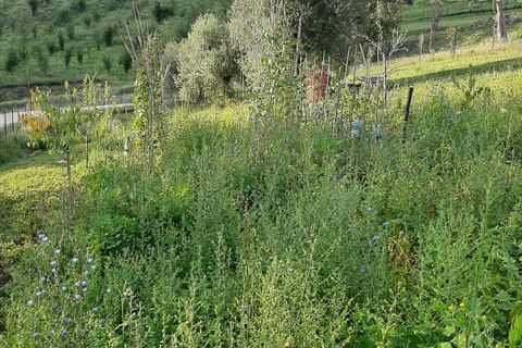 Terra a Ripatransone, Ascoli Piceno, Ripatransone - € 26.000 | Ref: ter21 - foto 12