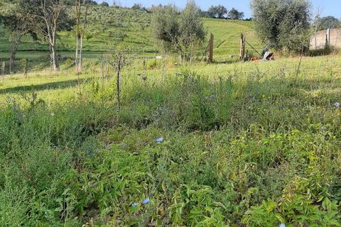 Terra a Ripatransone, Ascoli Piceno, Ripatransone - € 26.000 | Ref: ter21 - foto 13