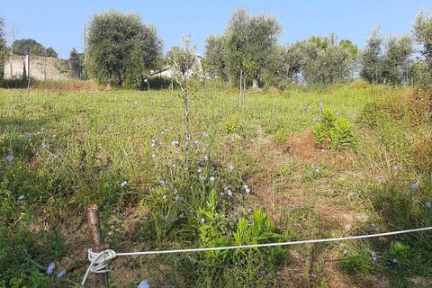 Terra a Ripatransone, Ascoli Piceno, Ripatransone - € 26.000 | Ref: ter21 - foto 14