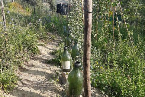 Terra a Ripatransone, Ascoli Piceno, Ripatransone - € 26.000 | Ref: ter21 - foto 15