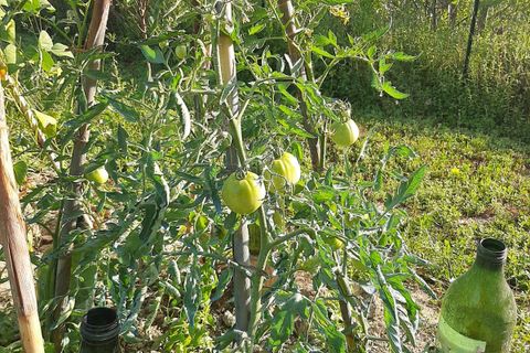 Terra a Ripatransone, Ascoli Piceno, Ripatransone - € 26.000 | Ref: ter21 - foto 16