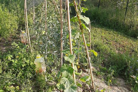 Terra a Ripatransone, Ascoli Piceno, Ripatransone - € 26.000 | Ref: ter21 - foto 19