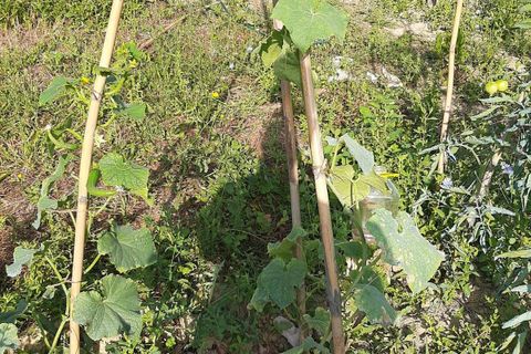 Terra a Ripatransone, Ascoli Piceno, Ripatransone - € 26.000 | Ref: ter21 - foto 22