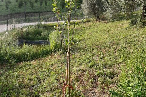 Terra a Ripatransone, Ascoli Piceno, Ripatransone - € 26.000 | Ref: ter21 - foto 24