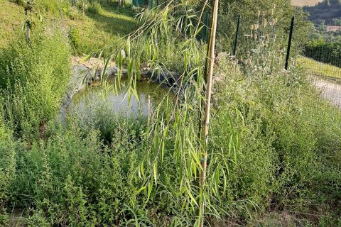 Terra a Ripatransone, Ascoli Piceno, Ripatransone - € 26.000 | Ref: ter21 - foto 28