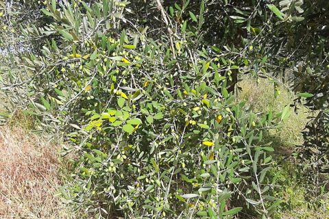 Terra a Ripatransone, Ascoli Piceno, Ripatransone - € 26.000 | Ref: ter21 - foto 29