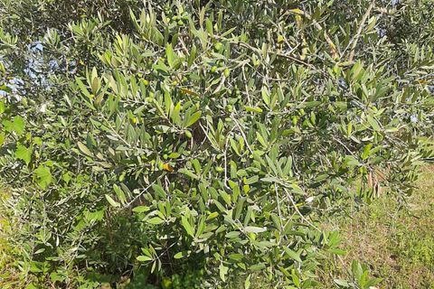 Terra a Ripatransone, Ascoli Piceno, Ripatransone - € 26.000 | Ref: ter21 - foto 32
