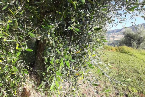 Terra a Ripatransone, Ascoli Piceno, Ripatransone - € 26.000 | Ref: ter21 - foto 33