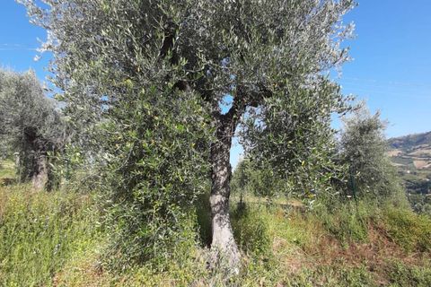Terra a Ripatransone, Ascoli Piceno, Ripatransone - € 26.000 | Ref: ter21 - foto 34