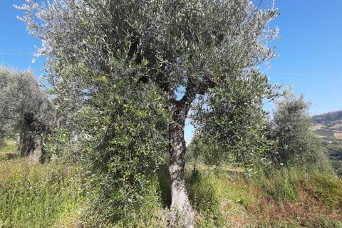 Terra a Ripatransone, Ascoli Piceno, Ripatransone - € 26.000 | Ref: ter21 - foto 35
