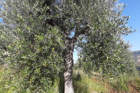 Terra a Ripatransone, Ascoli Piceno, Ripatransone - € 26.000 | Ref: ter21 - foto 39