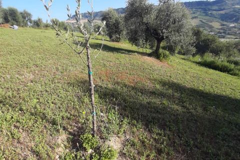 Terra a Ripatransone, Ascoli Piceno, Ripatransone - € 26.000 | Ref: ter21 - foto 42