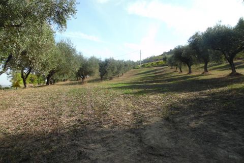 Helårsgrund i Controguerra, Teramo, Controguerra - € 100.000 | Ref: ter79 - foto 2