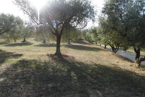 Helårsgrund i Controguerra, Teramo, Controguerra - € 100.000 | Ref: ter79 - foto 5