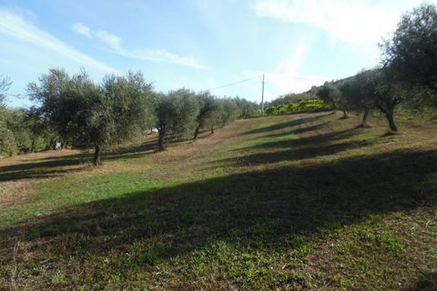 Helårsgrund i Controguerra, Teramo, Controguerra - € 100.000 | Ref: ter79 - foto 9