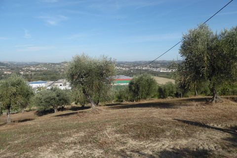 Helårsgrund i Controguerra, Teramo, Controguerra - € 100.000 | Ref: ter79 - foto 14