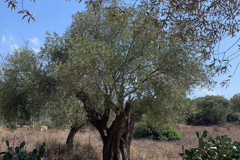 Villa i Olbia, Olbia Tempio, Olbia - € 1.080.000 | Ref: CBI096-996-360 - foto 22