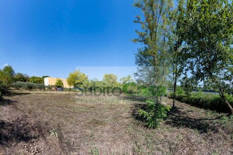 Tomt i Cepagatti, Pescara, Cepagatti - € 18 000 | Ref: D 293 - foto 3