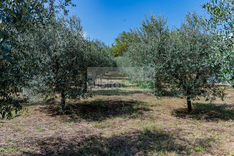 Tomt i Cepagatti, Pescara, Cepagatti - € 18 000 | Ref: D 293 - foto 6