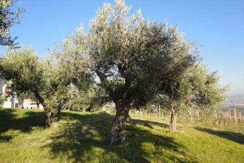 Landejendom i Monte Roberto, Ancona, Monte Roberto - € 120.000 | Ref: CD71 - foto 5