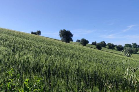 Terra a Serra de' Conti, Ancona, Serra de' Conti - € 85.000 | Ref: TA82 - foto 3