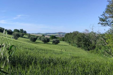 Terra a Serra de' Conti, Ancona, Serra de' Conti - € 85.000 | Ref: TA82 - foto 5