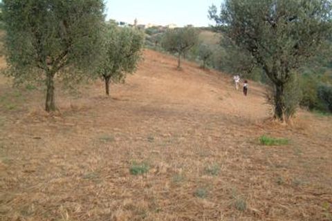 Helårsgrund i Controguerra, Teramo, Controguerra - € 65.000 | Ref: 097/T - foto 5