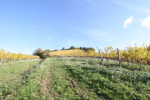 Terra a Ripatransone, Ascoli Piceno, Ripatransone - € 195.000 | Ref: 1577 - foto 3