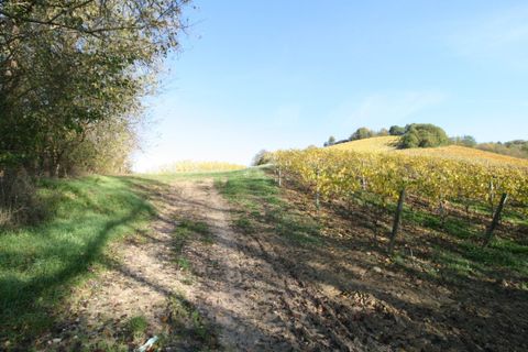 Terra a Ripatransone, Ascoli Piceno, Ripatransone - € 195.000 | Ref: 1577 - foto 5