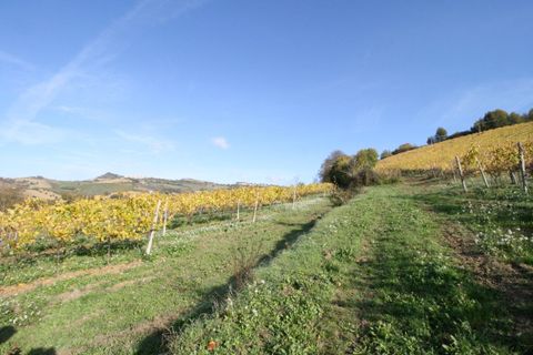 Terra a Ripatransone, Ascoli Piceno, Ripatransone - € 195.000 | Ref: 1577 - foto 6