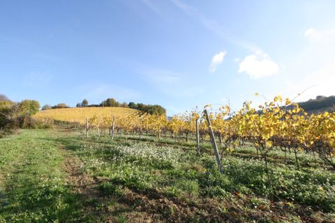 Terra a Ripatransone, Ascoli Piceno, Ripatransone - € 195.000 | Ref: 1577 - foto 7