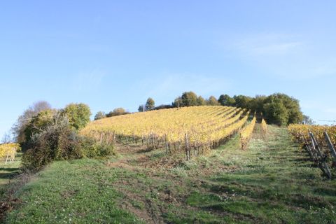 Terra a Ripatransone, Ascoli Piceno, Ripatransone - € 195.000 | Ref: 1577 - foto 8