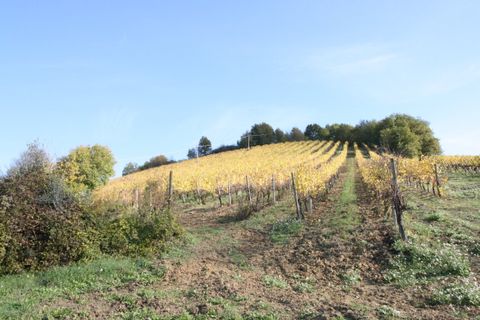 Terra a Ripatransone, Ascoli Piceno, Ripatransone - € 195.000 | Ref: 1577 - foto 10
